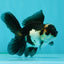 Panda Oranda Male 3.5 inches #1011OR_25