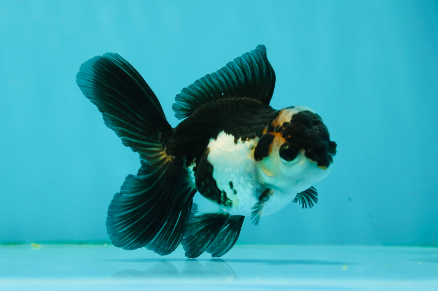 Panda Oranda Male 3.5 inches #1011OR_25