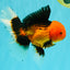 UNIQUE AAA Grade Apache Oranda Male 6 inches #101626OR_07