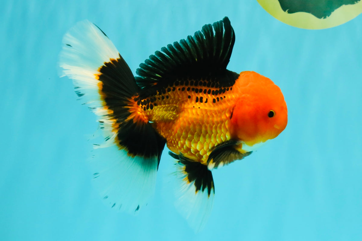 UNIQUE AAA Grade Apache Oranda Male 6 inches #101626OR_07