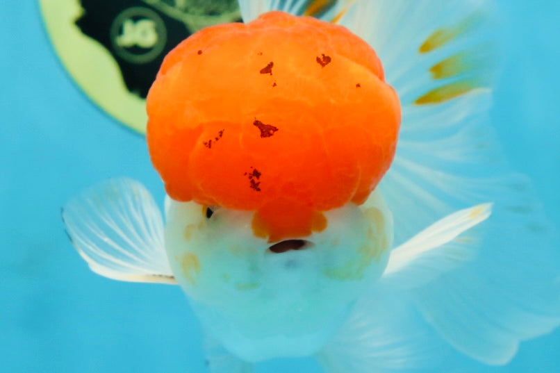 A Grade Red Cap Oranda Male 5.5 inches #062725OR_21