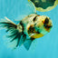 Calico Oranda Male 6.5 inches #082826OR_02