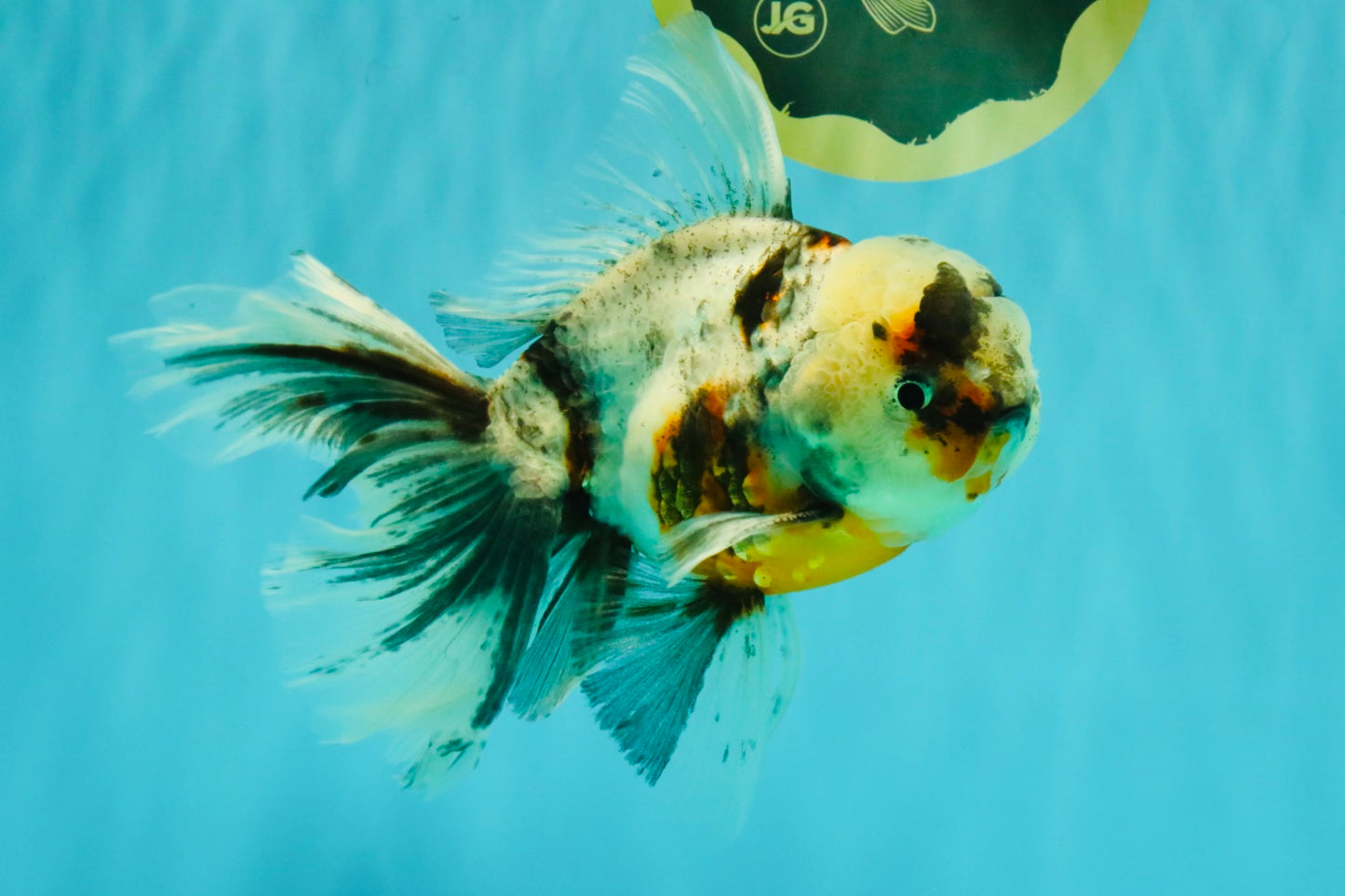 Calico Oranda Male 6.5 inches #082826OR_02