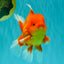 A Grade Strong Body Structure Red White Oranda Male 5-5.5 inches #062626OR_27