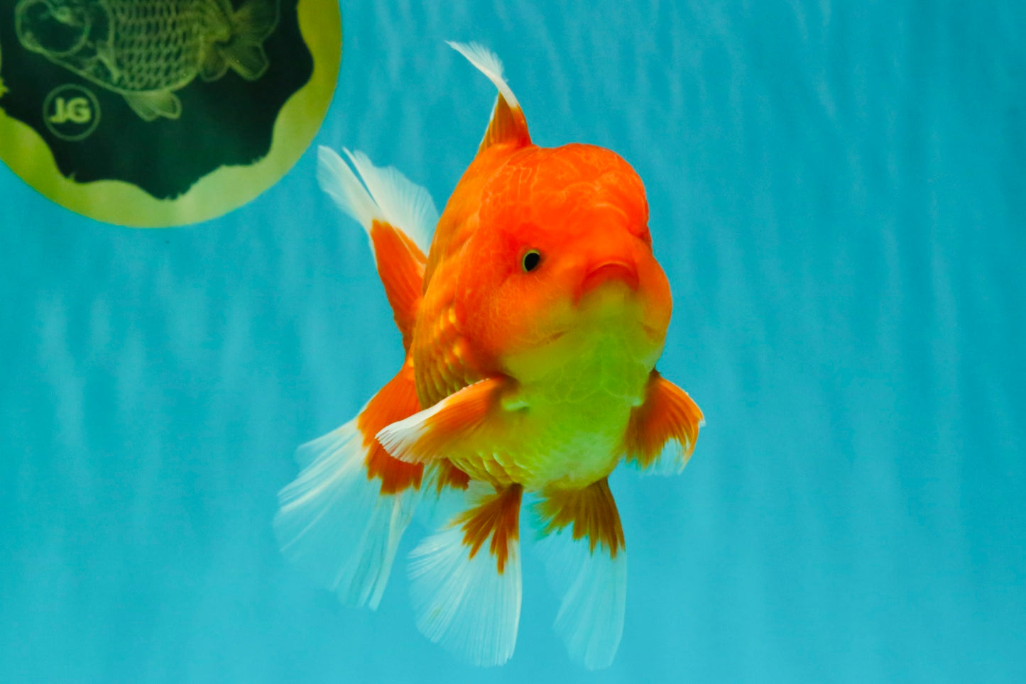A Grade Strong Body Structure Red White Oranda Male 5-5.5 inches #062626OR_27