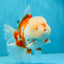 OLAF A Grade Red White Oranda Male 6 inches #040326OR_14