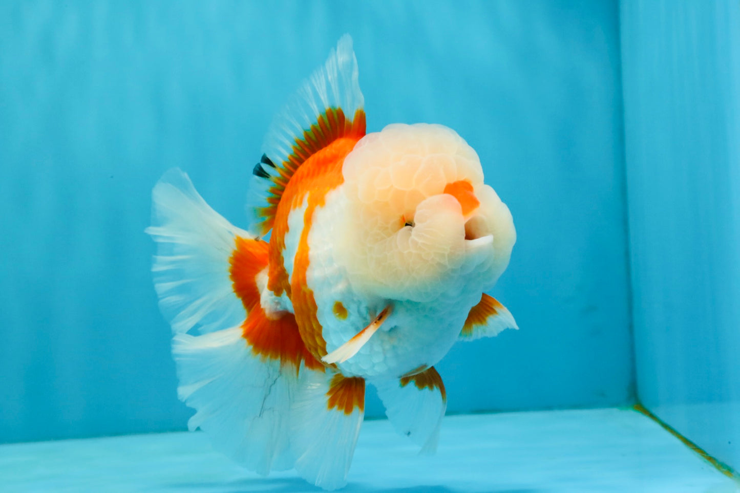OLAF A Grade Red White Oranda Male 6 inches #040326OR_14