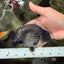 A Grade Blue Ranchu Male 5 inches #072426RC_36