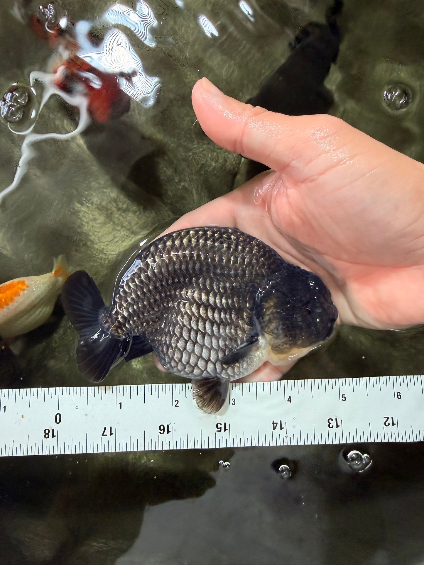 A Grade Blue Ranchu Male 5 inches #072426RC_36