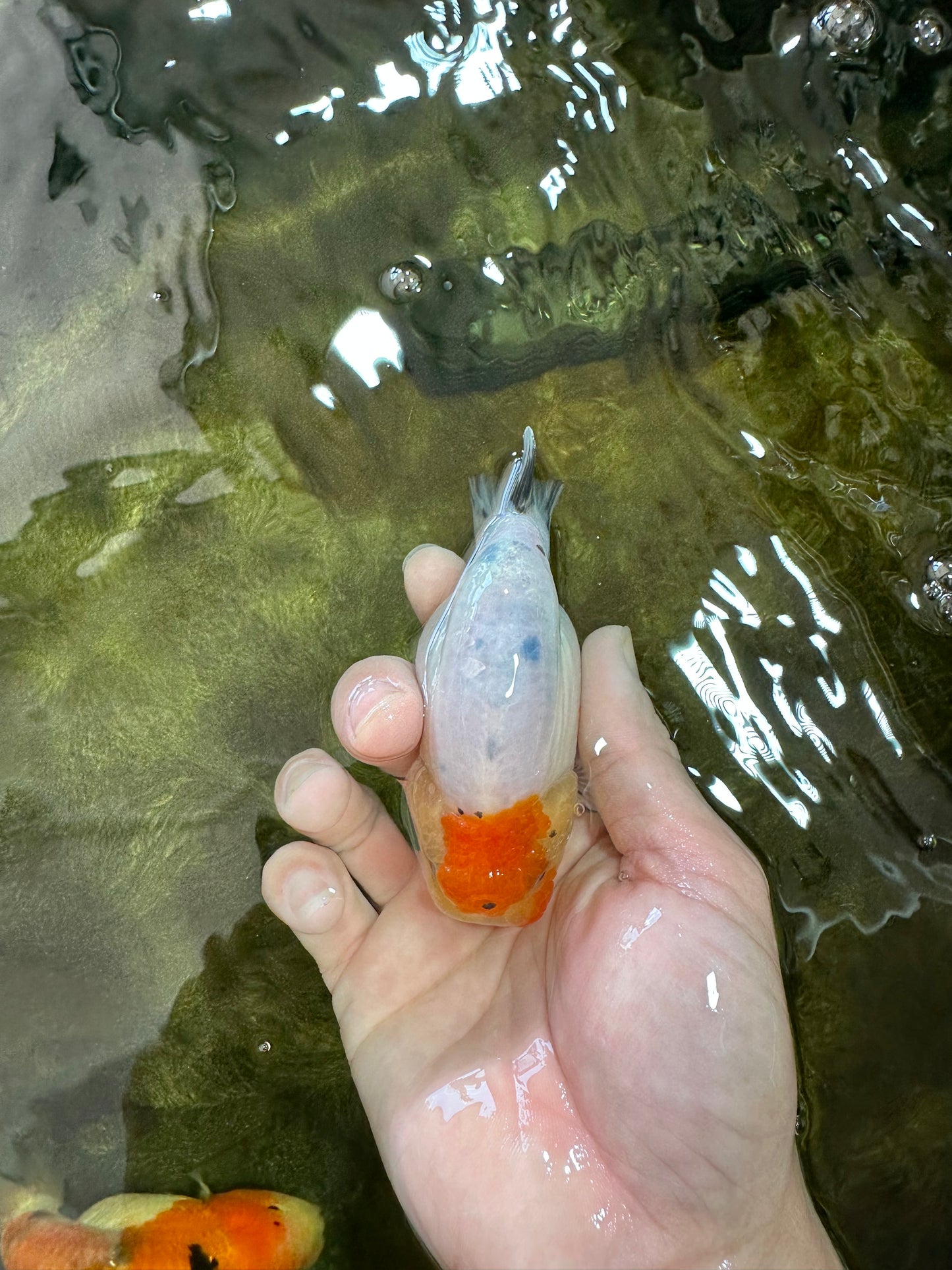 A Grade Sakura LionQueen 3.5-4 inches #051625LC_06