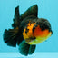 AAA Grade Lava Apache Oranda Male 5.5 inches #032026OR_10