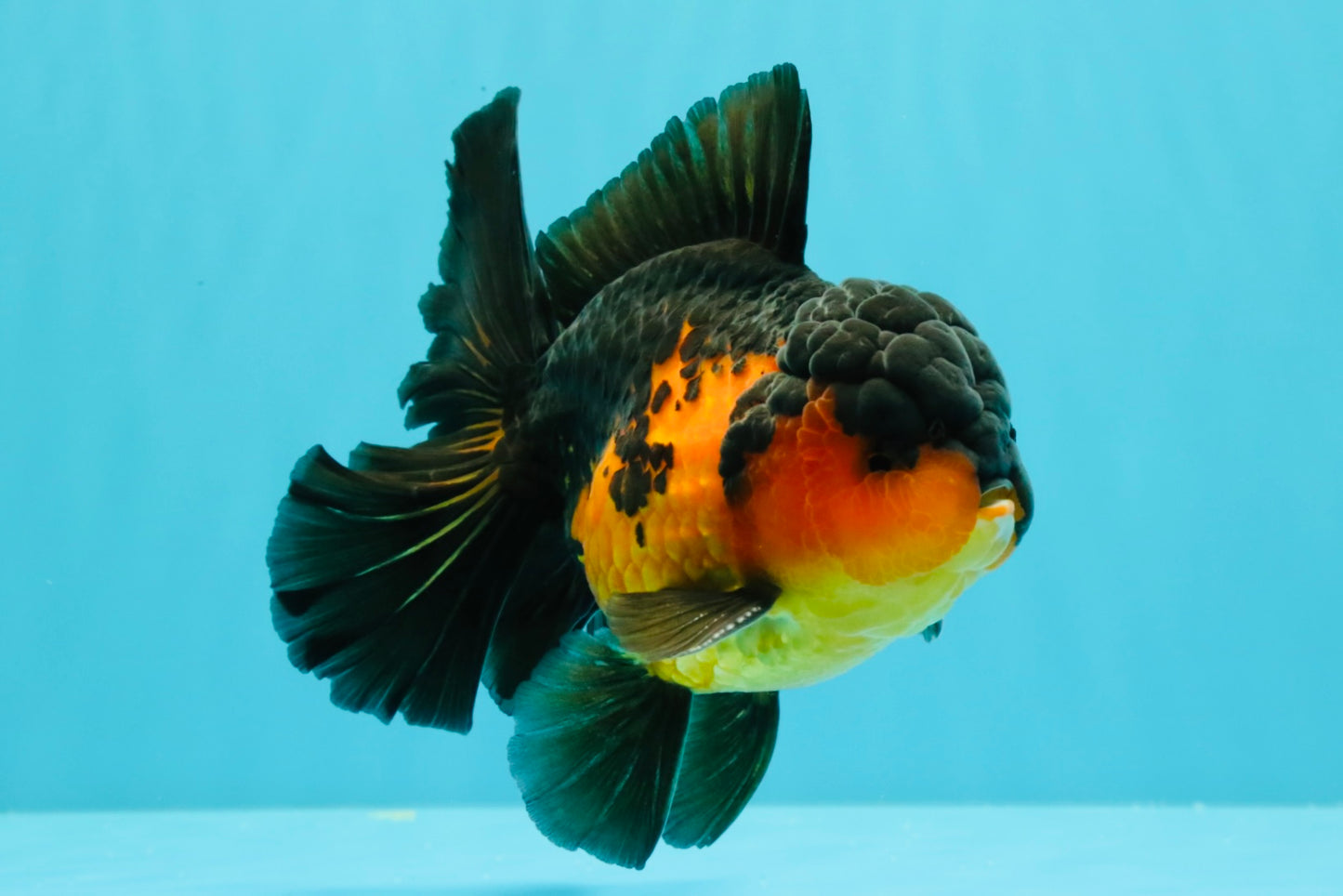 AAA Grade Lava Apache Oranda Male 5.5 inches #032026OR_10