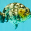 AAA Grade White Tiger Ranchu Female 6 inches #102326RC_03