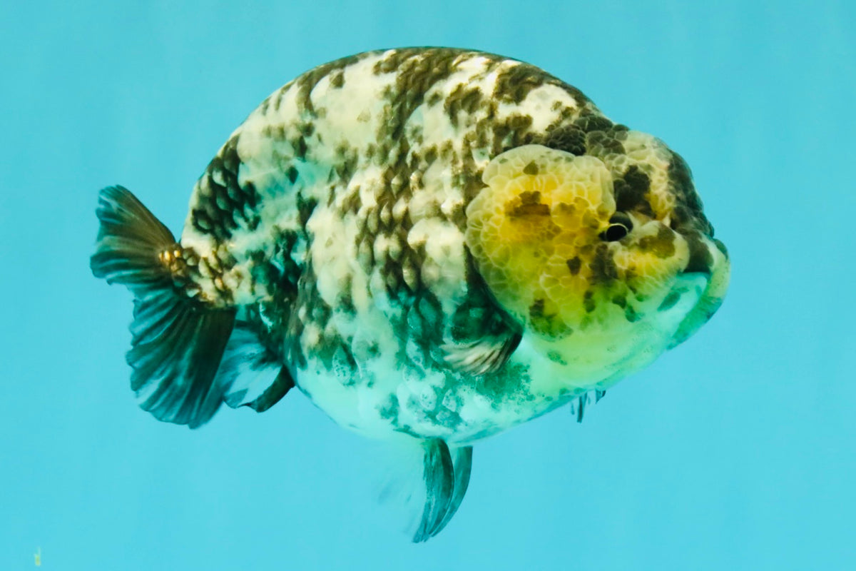 AAA Grade White Tiger Ranchu Female 6 inches #102326RC_03