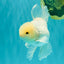MASHMALLOW A Grade White Oranda Male 5.5-6 inches #091826OR_05