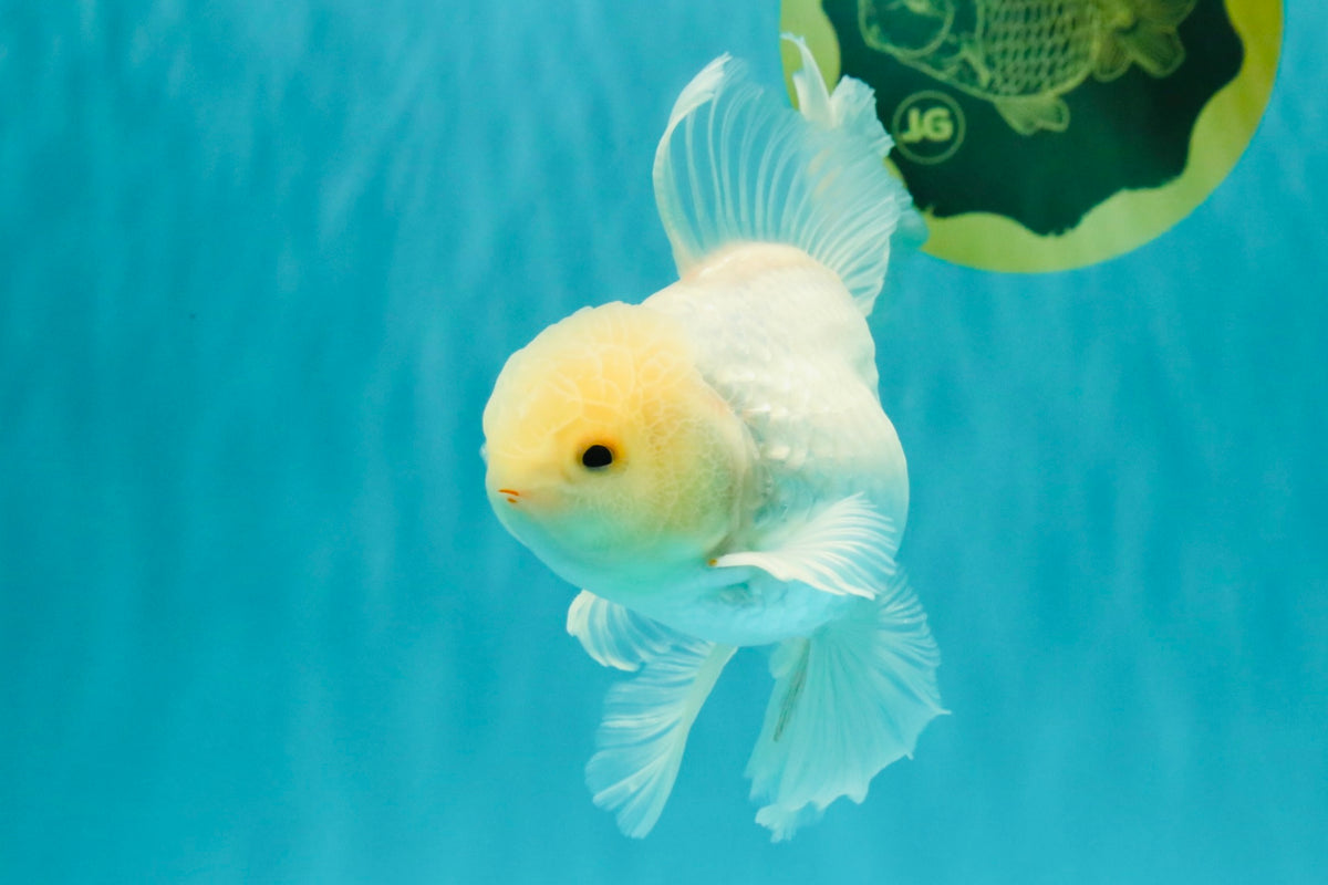 MASHMALLOW A Grade White Oranda Male 5.5-6 inches #091826OR_05
