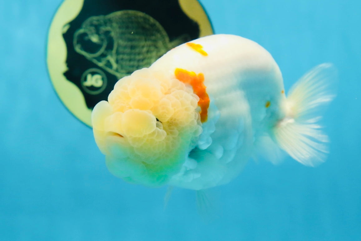 A Grade Red White Sakura Lionking 4.5 inches #080125LC_15