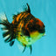 A Grade Tiger Yuanbao Male 4.5-5 inches #073126YB_18
