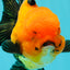 A Grade Grumpy Apache (Black Orange) Oranda Female 5 inches #110824OR_02