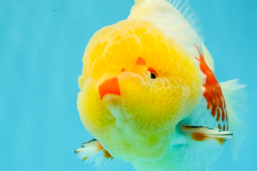 BIG WEN AAA Grade Godzilla Red White Lipstick Yuanbao Male 5.5 inches #030626YB_11