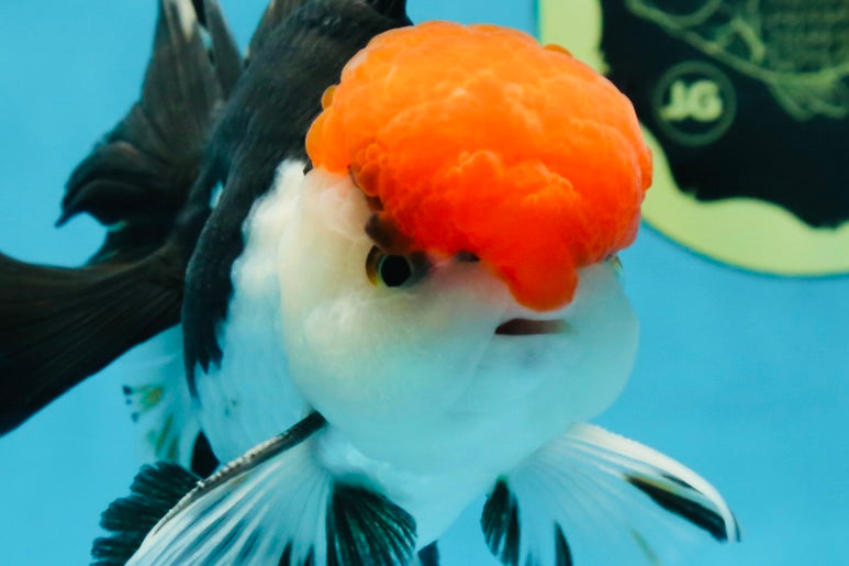 AAA Grade Tricolor Oranda Male 6 inches #052325_12