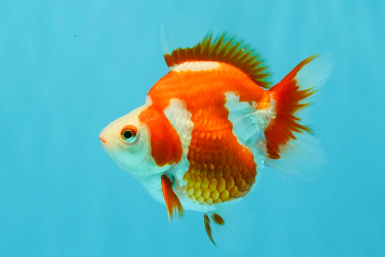 AAA Grade Red White Ryukin Female 4-4.5 inches #030626RK_16