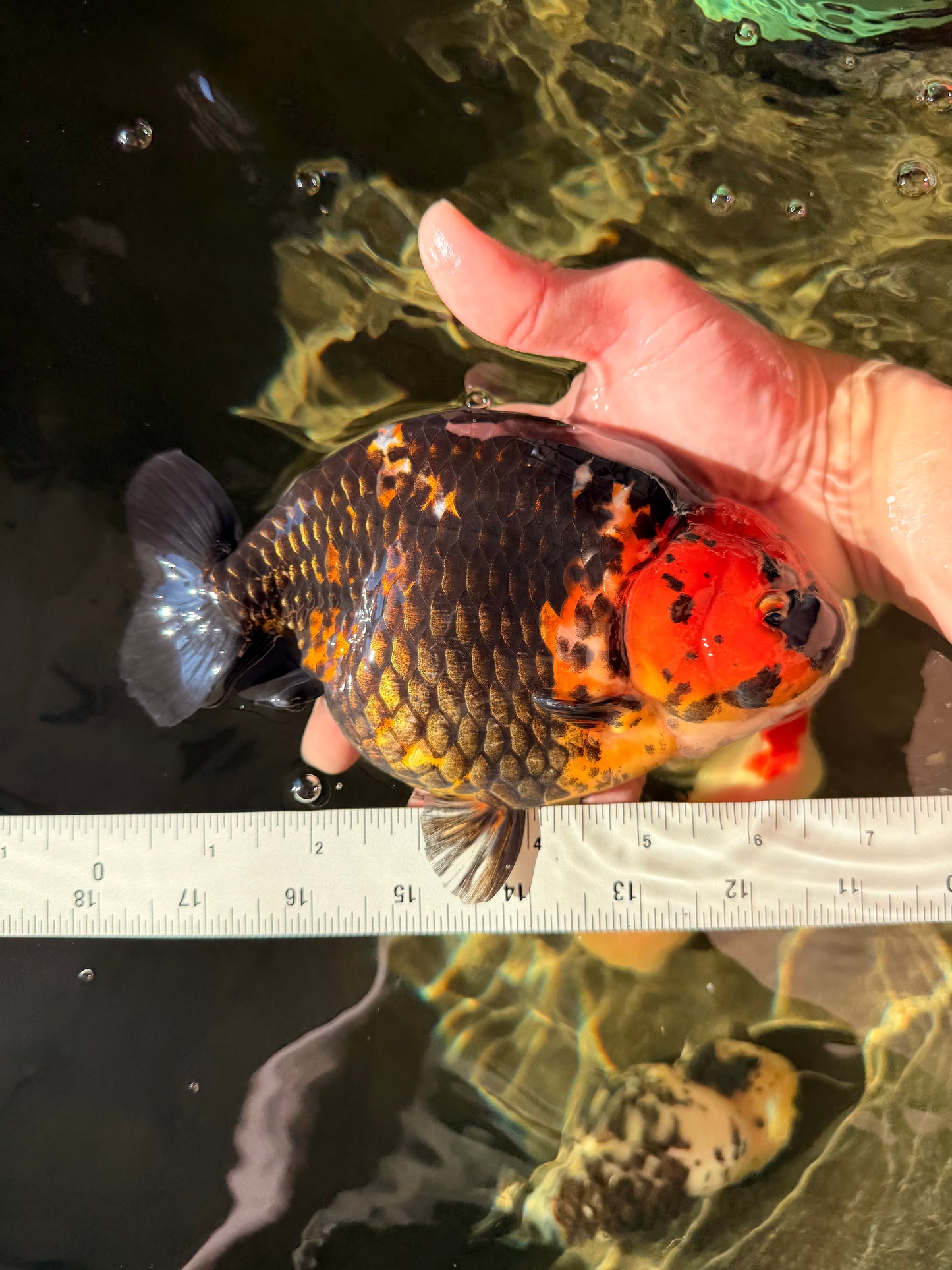 A Grade Jumbo Red Head Calico Chinese Ranchu Female 6.5-7 inches #022726RC_19