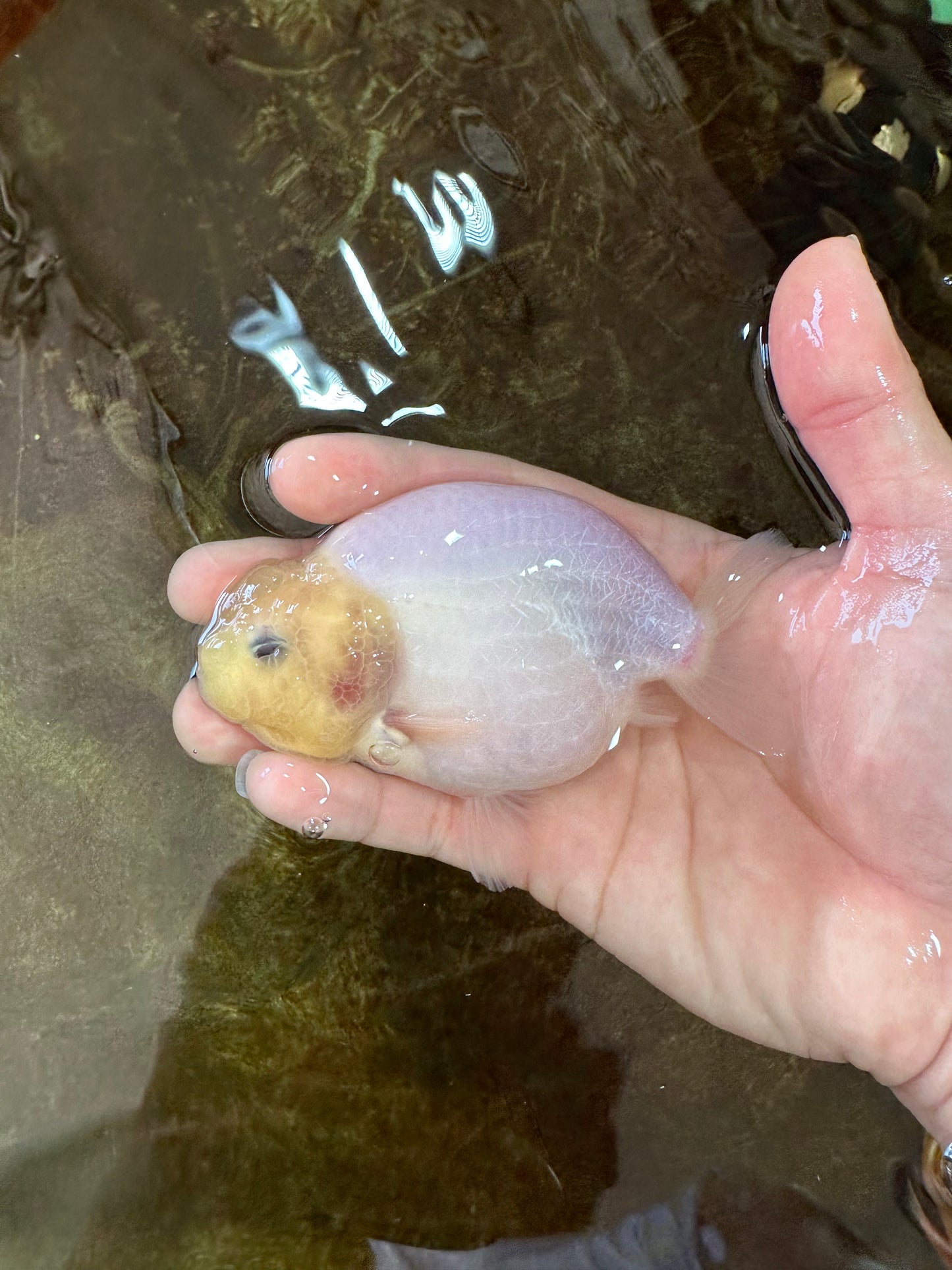 Snow White Sakura Button Eyes Lionchu Male 4-4.5 inches #070425LC_10