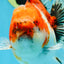 A Grade Sakura Oranda Female 6 inches #060625OR_29