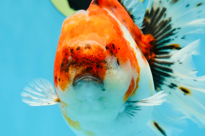 A Grade Sakura Oranda Female 6 inches #060625OR_29