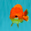 A Grade Red LionQueen 4.5-5 inches #070326LC_30