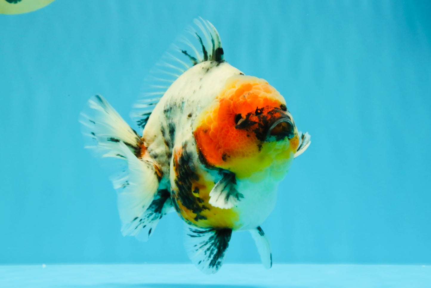 A Grade Godzilla Marble Yuanbao Male 6 inches #022726YB_03