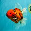 FLUFFY-TAIL AAA Grade Tiger Oranda Female 7-7.5  inches #100226OR_32