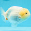 Lemonhead Snow Sakura Lionchu Male 4.5 inches #0510LC_29