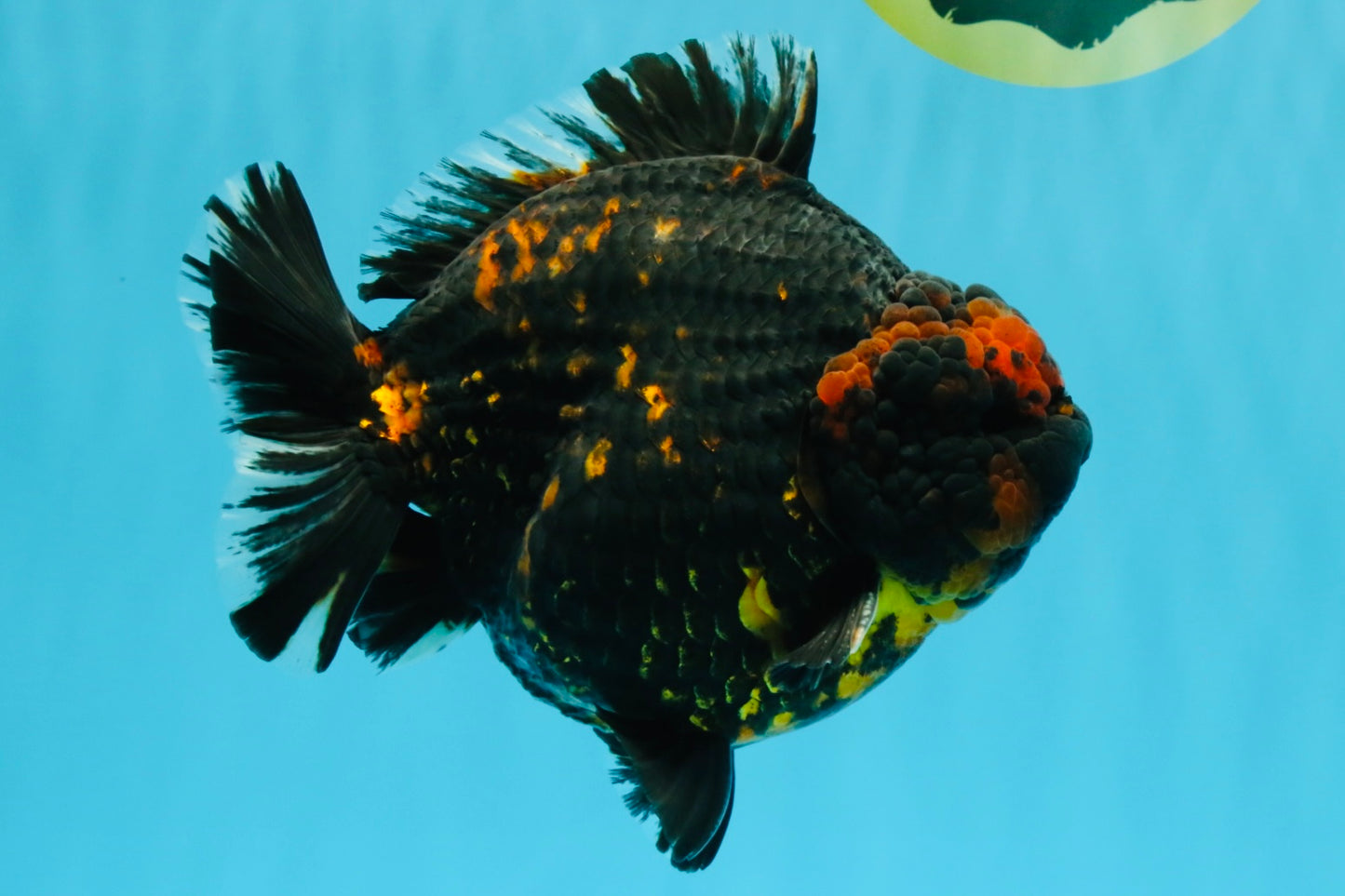 SUPER AAA Grade Godzilla Tiger Yuanbao Male 6 inches #022026YB_02