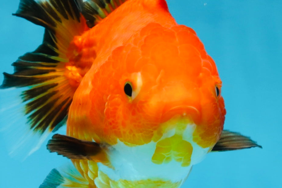 NEMO Apache Yuanbao Female 5-5.5 inches #091925YB_18