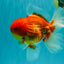 AAA Grade Red White Oranda Male 5.5 inches #072426OR_12