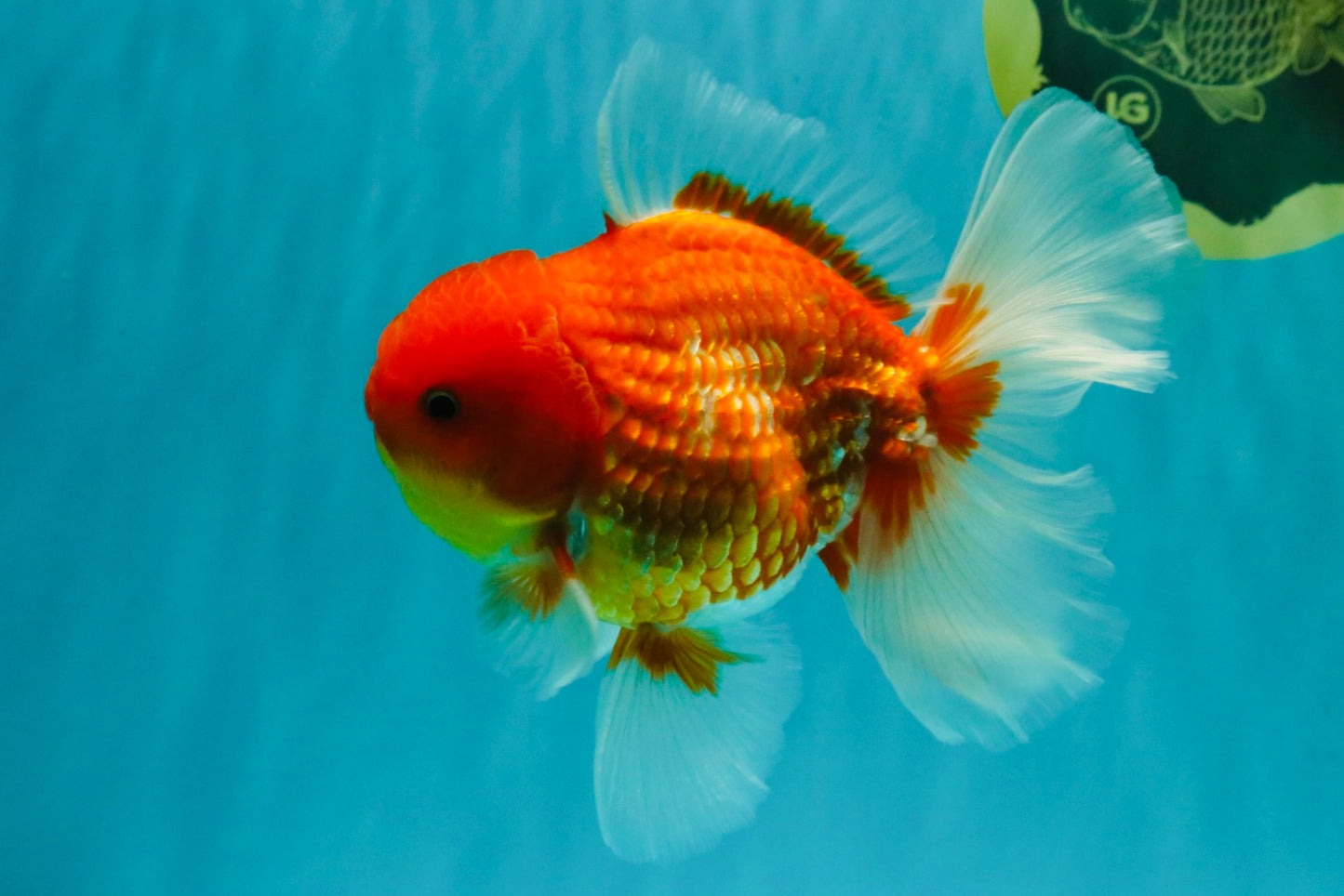 AAA Grade Red White Oranda Male 5.5 inches #072426OR_12