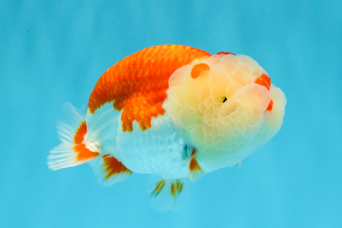 BIG WEN A Grade Red White LionQueen 4.5 inches #041026LC_15