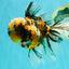 CHUBBY A Grade Calico Tiger Oranda Male 6-6.5 inches #091826OR_04