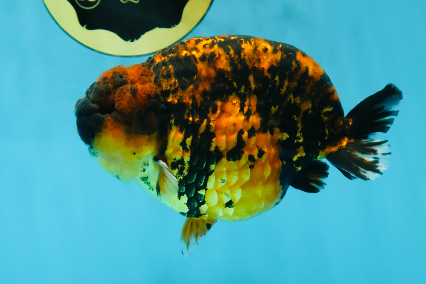 AAA Grade Tiger LionKing 5 inches #052325LC_18