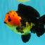 SPECIAL A Grade Apache Yuanbao Male 5-5.5 inches #051526YB_11
