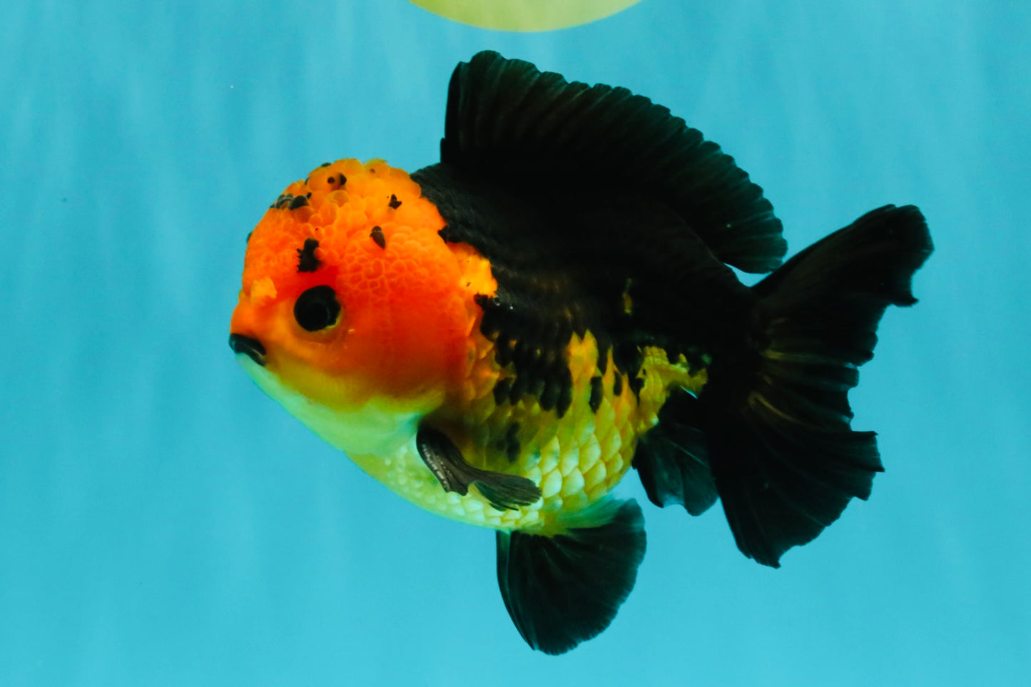 SPECIAL A Grade Apache Yuanbao Male 5-5.5 inches #051526YB_11