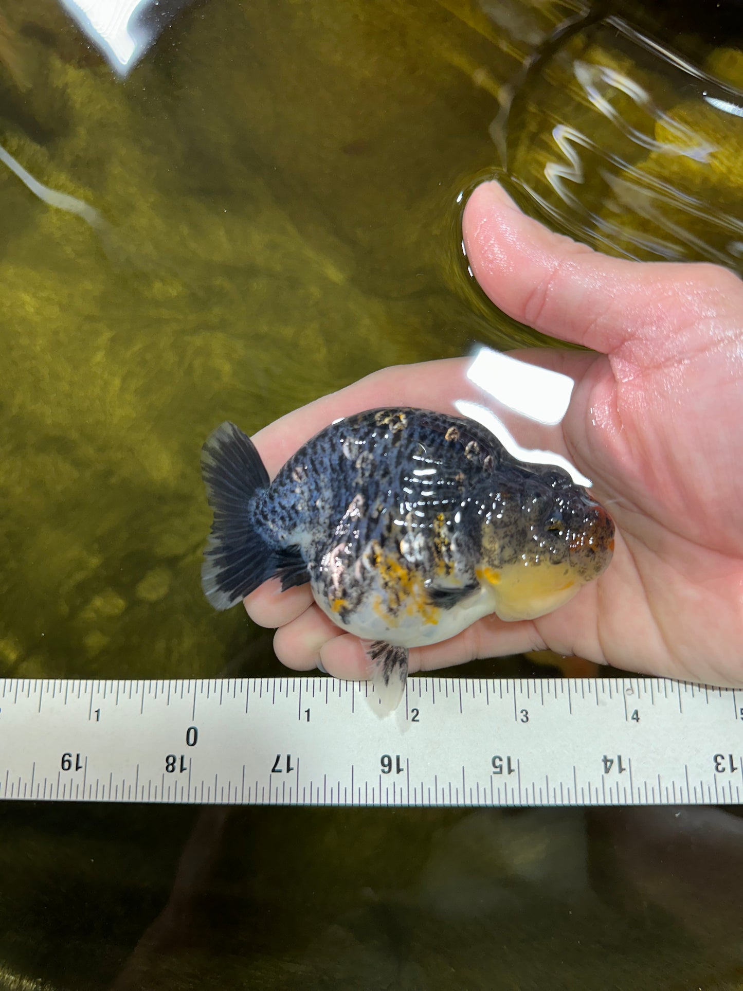 A Grade High Back Blue Kirin LionQueen 3.5-4 inches #050925LC_07