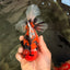 CHARLIE AAA Grade Beautiful Tiger Oranda Male 6-6.5 inches #061926OR_17