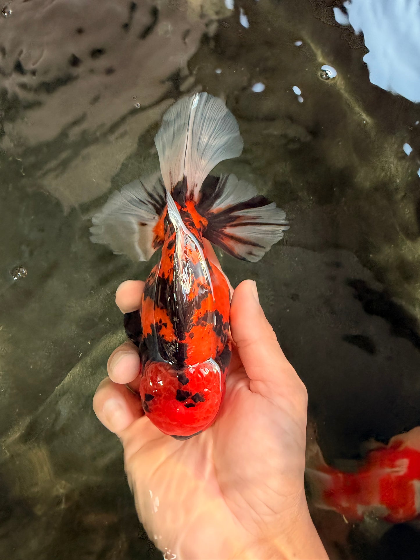 CHARLIE AAA Grade Beautiful Tiger Oranda Male 6-6.5 inches #061926OR_17
