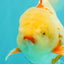 A Grade Lipstick Red White Oranda Male 5.5-6 inches #102326OR_14
