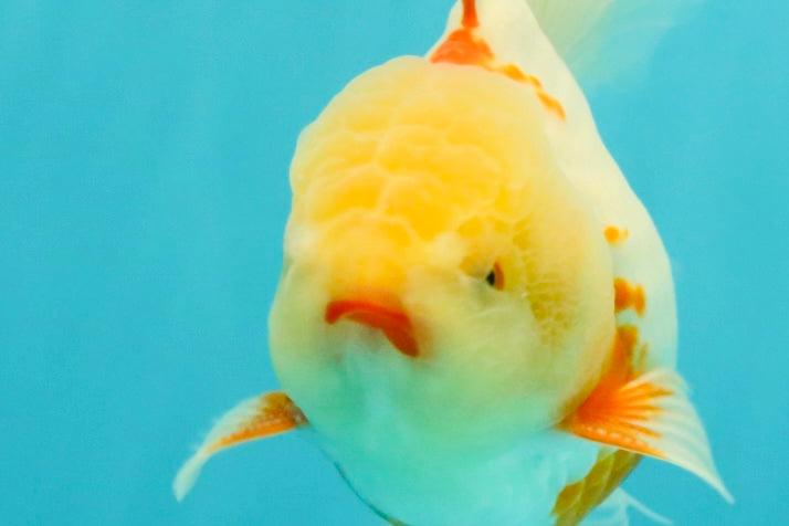 A Grade Lipstick Red White Oranda Male 5.5-6 inches #102326OR_14