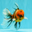 FLUFFY A Grade Tiger Oranda Male 6 inches #081426OR_05