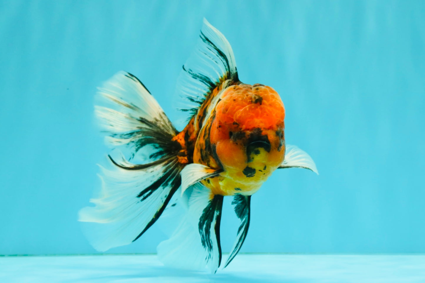 FLUFFY A Grade Tiger Oranda Male 6 inches #081426OR_05